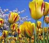 MUSICA CRISTIANA PARA FUNERALES