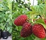 Plantas de frambuesa roja venta en Ecuador