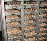 INCUBADORAS DE HUEVOS gallina pato pavo codorniz tortuga