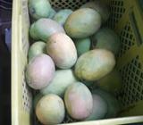 Remato 20 Mangos
