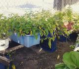 Plantas Frutales de Venta