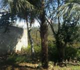 planta de coco