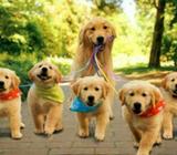 Paseadora de Perros Experimentada