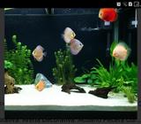 Arena Silice para Peceras