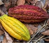 Se Vende Finca Cacao Nn51