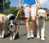 Saco a pasear perros