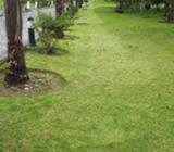 Servicio de Corte de Cesped