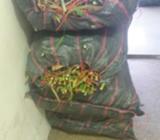 Material Vegetativo de Cuba 22 Clon51