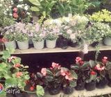 Vivero Tumbaco