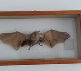 Murciélago Disecado
