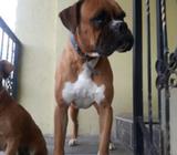 JACK, busco Novia Perro BOXER 100 DE RAZA