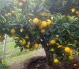 VENTA DE NARANJA WASHINGTON