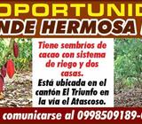 de Oportunidad