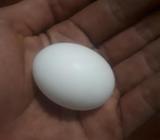 Ricos Y Nutritivos Huevos de Paloma
