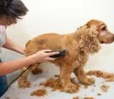 peluqueria canina a domicilio dogspa
