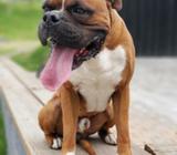 Perro Raza Boxer para Montas