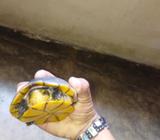 Tortugas