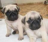 Hermosos Pug Raza Pura 280