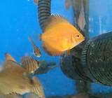 Peces Tropifauna