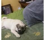 Hermoso Pug para Monta