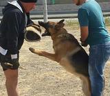 Educacion Y Sicologia Canina Adiestramie