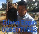 Vendo nucleos de abejas con reina F1 carnica semimansa