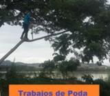 Poda de árboles