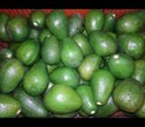 Vendo Aguacate por Cientos Y por Gavetas
