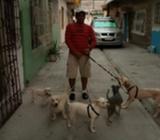 Paseador de Mascotas Ciudadelas Del Sur