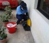 TRAMPAS DE ROEDORES , RATAS Y RATONES CONTAGIOSAS