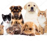 Se Pasean Mascotas 5$ La Hora