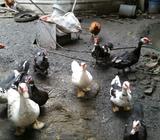 Patos Y Gallinas Criollas