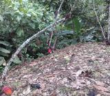 Venta de Quinta con Cacao Y Verde