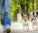 Servicio para macotas Paseos, baños, etc