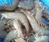 Somos proveedores de marisco por mayor y menory