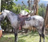 Caballo Colombiano