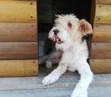 Fox Terrier para Cruza