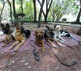 PASEOS CANINOS BAJO PRECIO