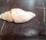 FÓSIL CARACOL DE AGUA DULCE