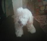 Se Vende Perrito French. P