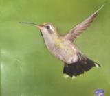 Libro Algebra Intermedia