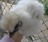 Gallinaa Enanas Sedosas Del Japon