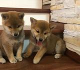 Shiba Inu - Cachorros