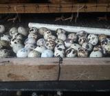 Venta de Huevos de Codornis