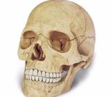 Vendo Craneo para Anatomia Humana