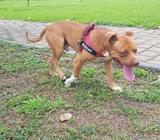 Apbt para Monta