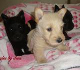 SCOTTISH TERRIER NENA LINEA DE CAMPEONES PEDIGREE