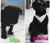 Cachorro Snauzer