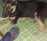 Pastor Aleman Vicolor de 7 Meses