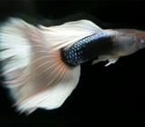 Peces Guppys